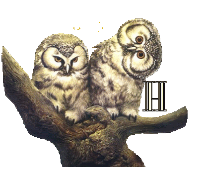 hibou23222-8.gif