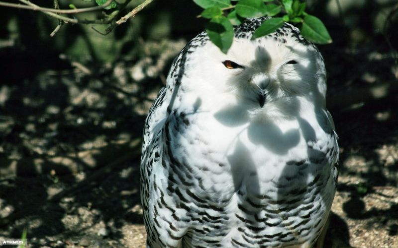 hiboux-560-hiboux-chouettes-animaux.jpg