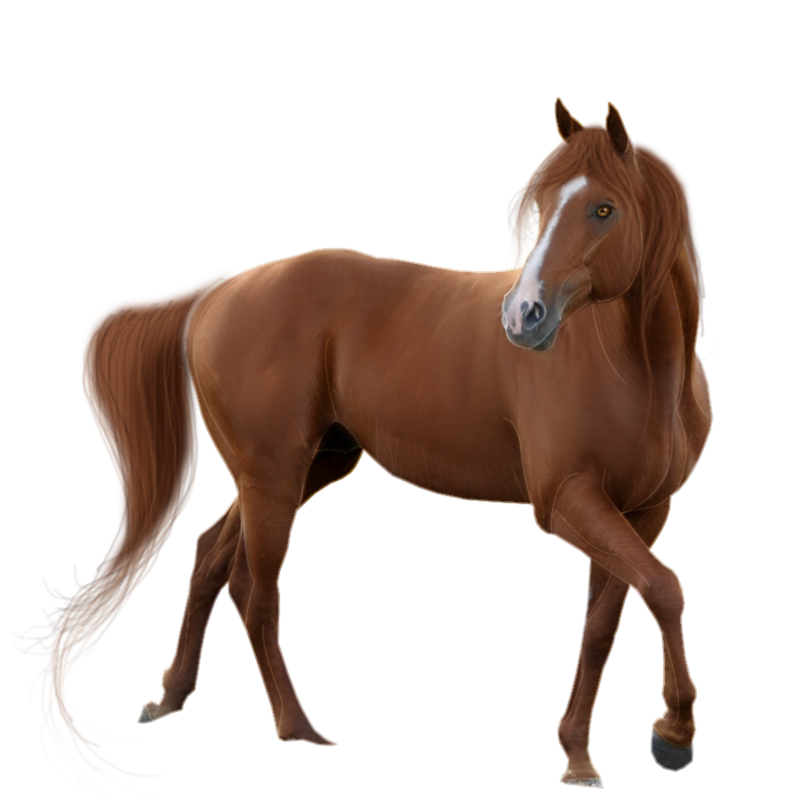 horse_pre_cut__4_by_satrumm-d5d3isa.png