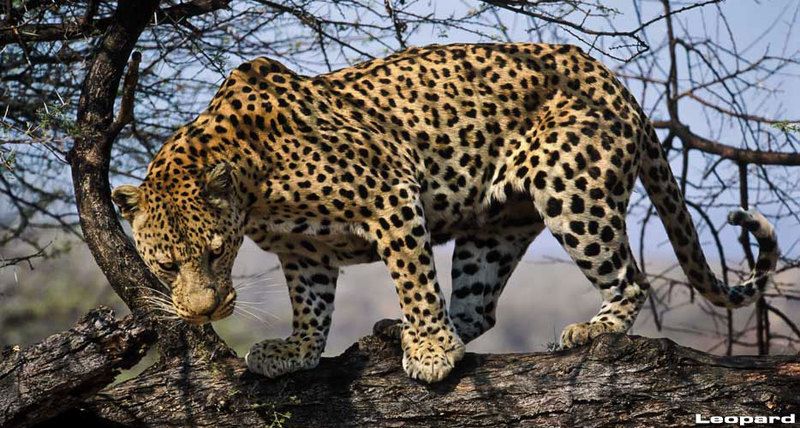 hunting-leopard.jpg