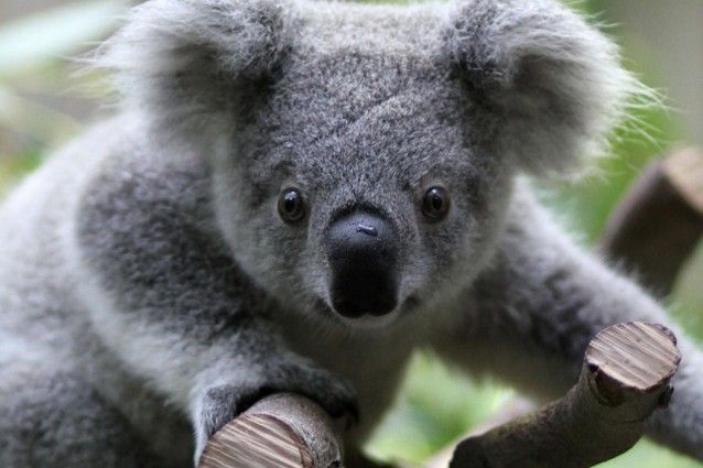 il-koala-e-i-pericoli-per-il-suo-popolo-638x425_1.jpg