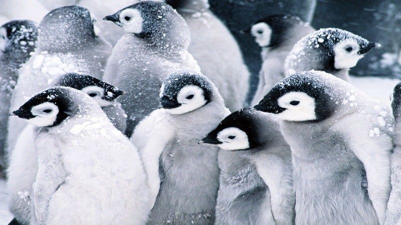 image-pingouin-560-1920-1080.jpg