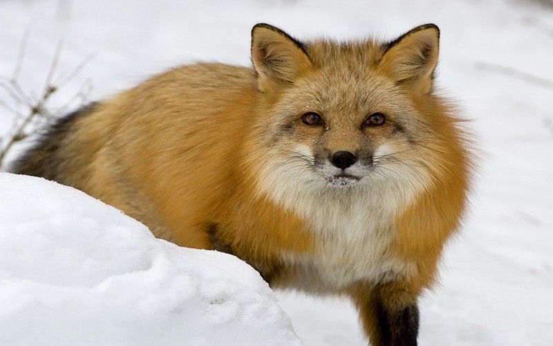 image-renard-neige-153-1280-800.jpg