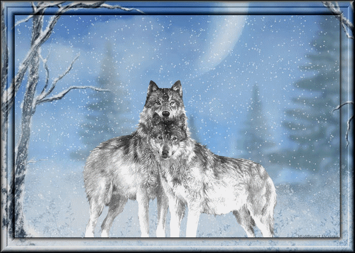 imation1WOLVES_IN_SNOW_STORM21-vi.gif