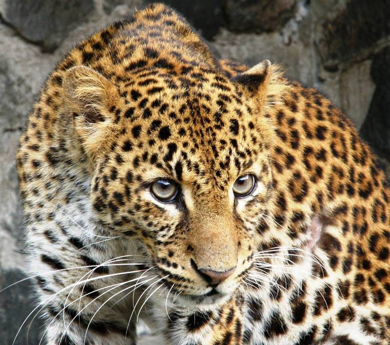 javan-leopards.jpg