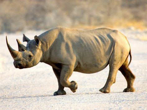 joe-restuccia-iii-black-rhinoceros-at-halali-resort-namibia.jpg