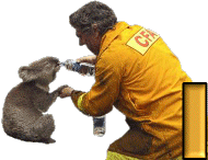 koala-1090987-9.gif