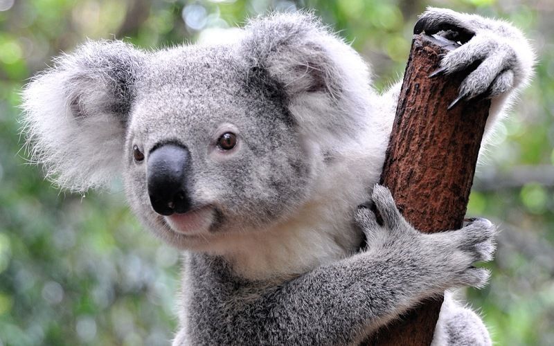 koala-24062014_1.jpg