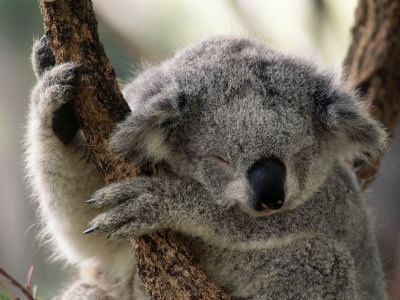 koala-265.jpg