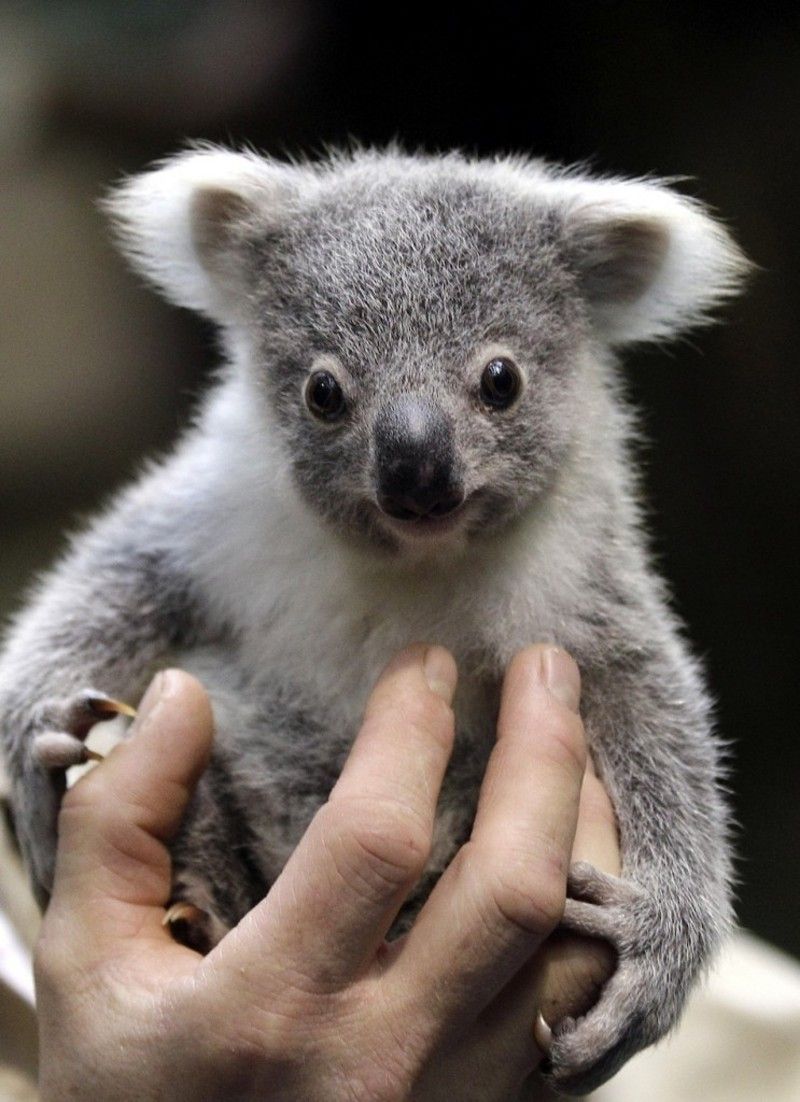 koala-743x1024.jpg