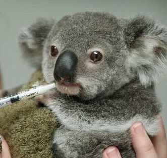 koala-bear-australia_1.jpg