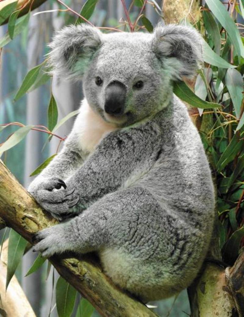 koala-breeding-food-conditions_1.jpg