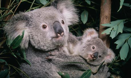 koala-cub-006_1.jpg