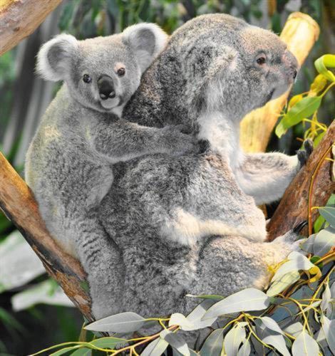 koala-joey-picture.jpg