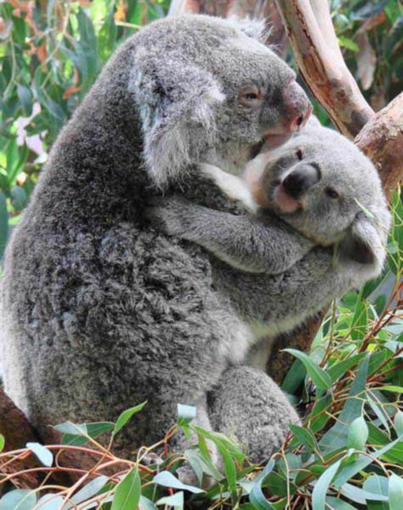 koala-joeys-strong-sense-of-smell.jpg