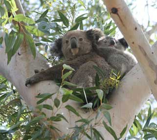 koala-lisiting-factsheet-pic3.jpg