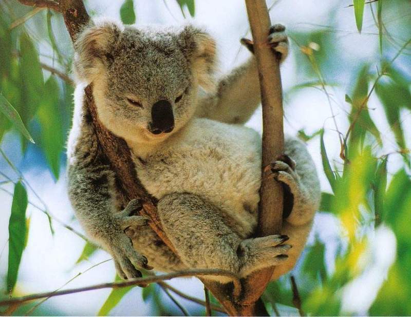 koala1.jpg