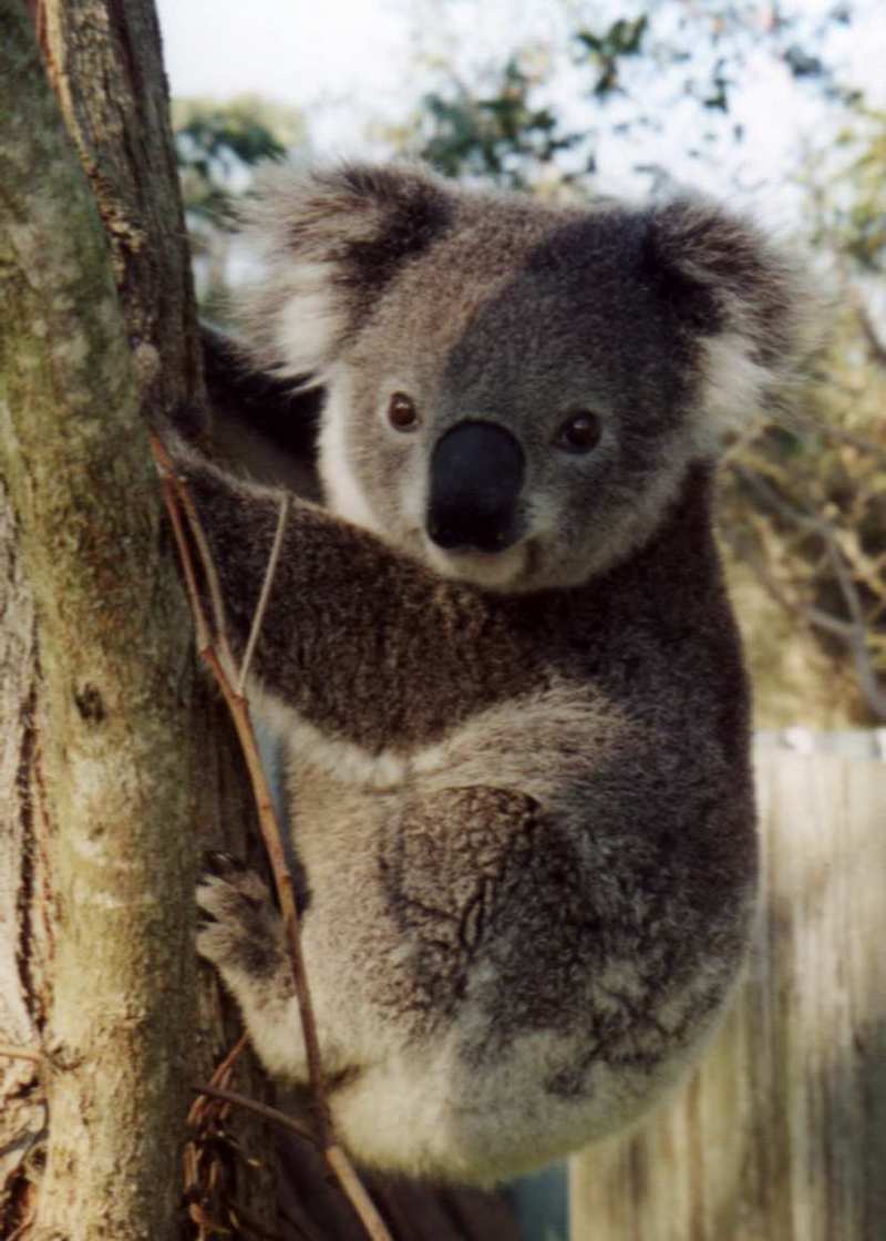 koala1789_1.jpg