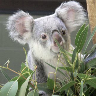 koala2.jpg