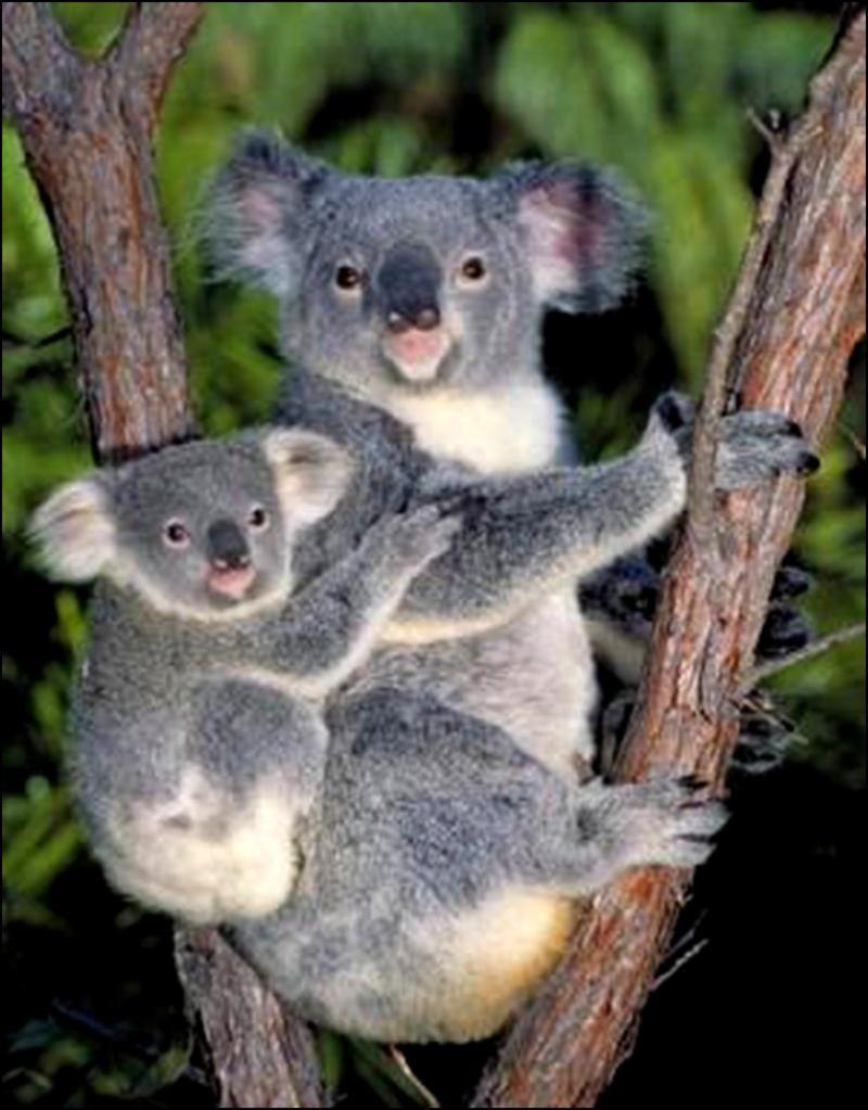 koala20.jpg