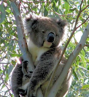 koala678.jpg