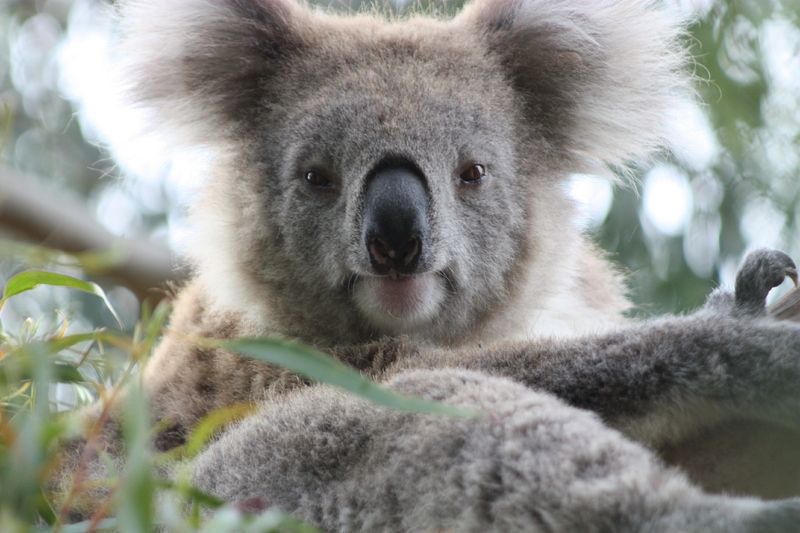 koala8967_1.jpg