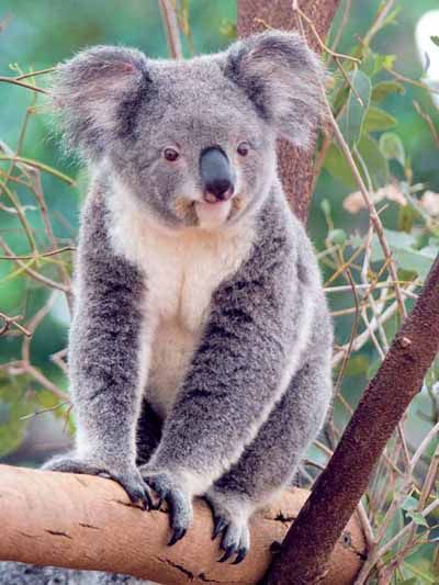 koala90.jpg