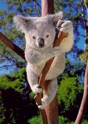 koala_1.jpg