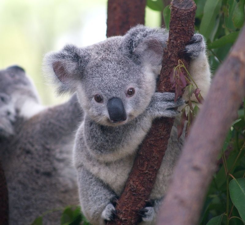 koala_2_1.jpg