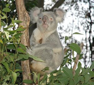 koala_habitat_1.jpg
