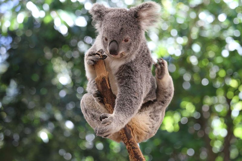 koala_scratching_1.jpg