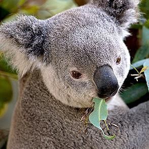 koala_thumb_1.jpg