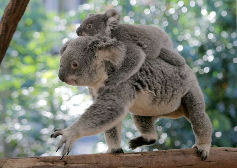 koala_walking_1.jpg