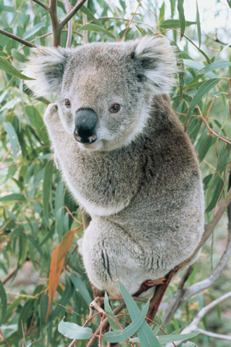 koalapic12.jpg