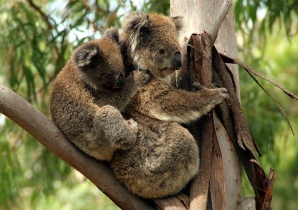 koalas-590x417.jpg