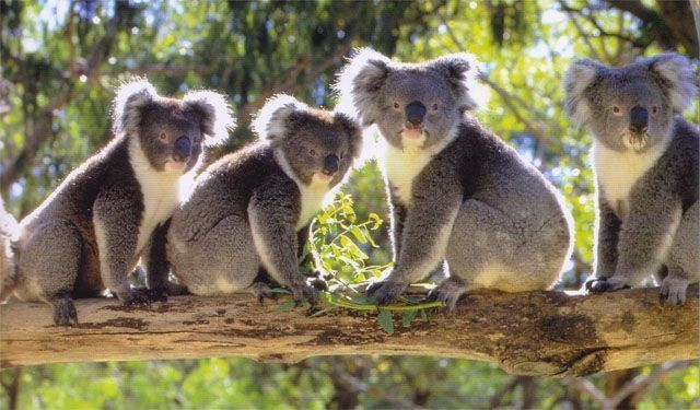 koalas.jpg