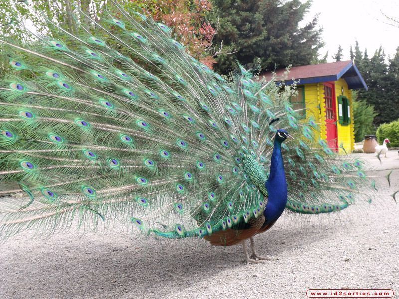 la-roue-d-un-des-paons-du-parc-parc-animalier-l-25610122314.jpg