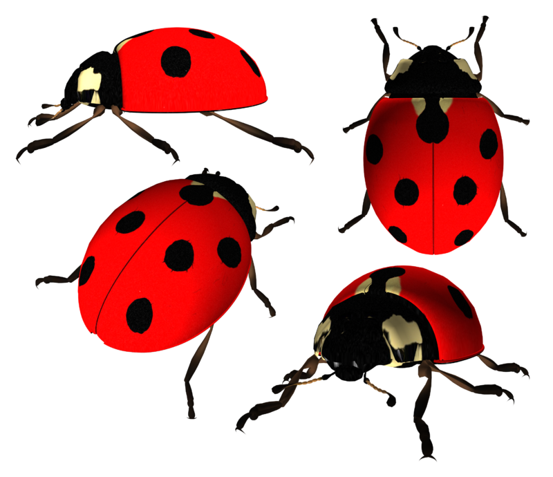 ladybug_PNG3963.png