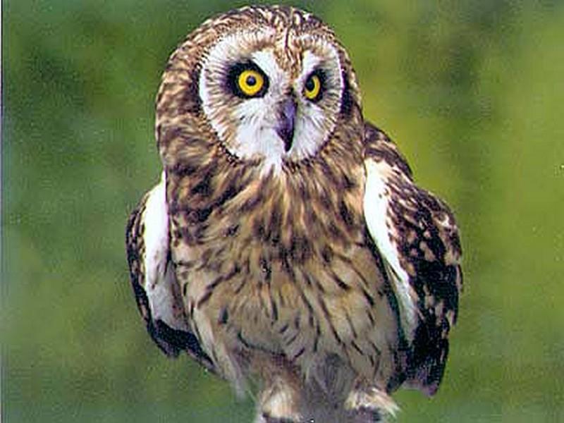 large_hibou-800x600_1cc500.jpg