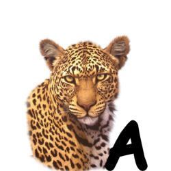 leopard-665567-1.jpg