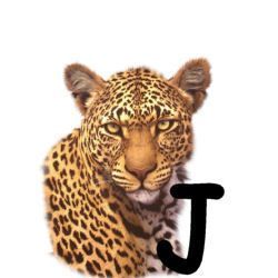 leopard-665567-10.jpg