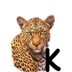 leopard-665567-11.jpg