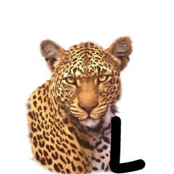 leopard-665567-12.jpg