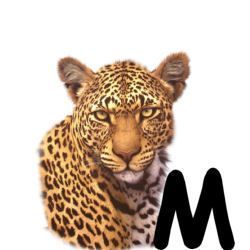 leopard-665567-13.jpg
