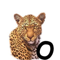 leopard-665567-15.jpg