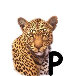 leopard-665567-16.jpg