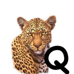 leopard-665567-17.jpg