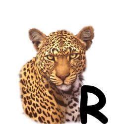 leopard-665567-18.jpg