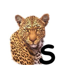 leopard-665567-19.jpg
