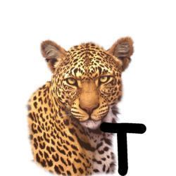 leopard-665567-20.jpg